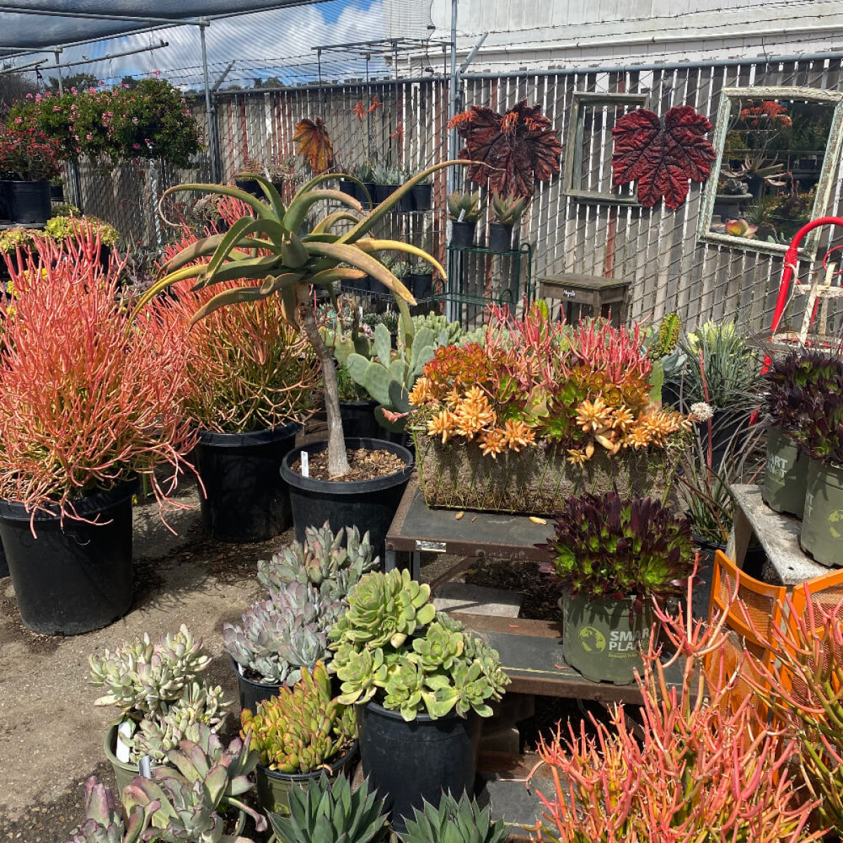 Shop Succulents at The Mulch Source America DIY