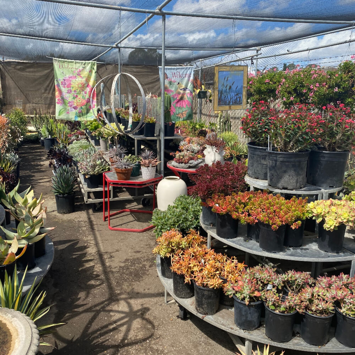 Shop SUCCULENTS at The Mulch Source America DIY